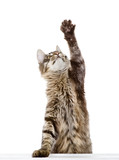 Fototapeta Koty - tabby cat swinging its paw. isolated on white background