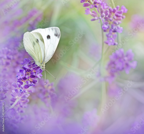 Tapeta ścienna Biały motyl na lawendzie