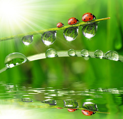 Wall Mural - fresh morning dew and ladybird