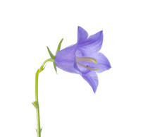 Bluebell On A White Background, Closeup