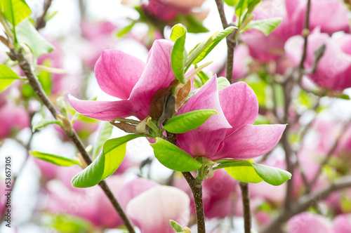 Board z aluminiowym obramowaniem Różowa magnolia
