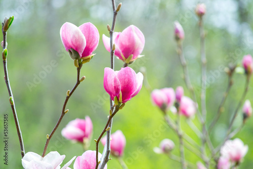 Board z aluminiowym obramowaniem Różowa magnolia