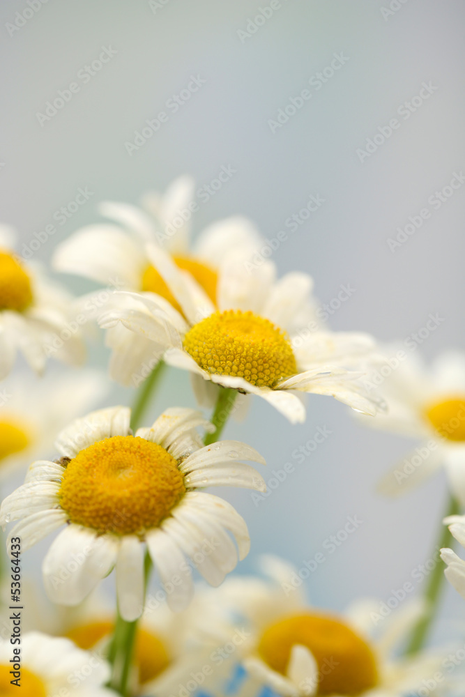 Beautiful wild camomiles, outdoors