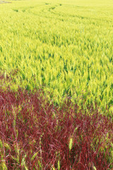 The Field of the green Barley