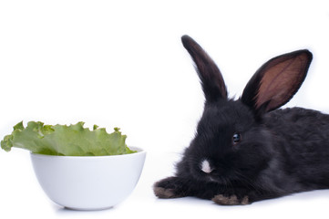 Wall Mural - close-up of cute black rabbit eating green salad