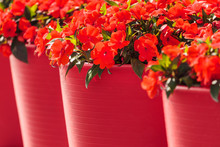 Red Viola Flowers In Large Red Flower Pots