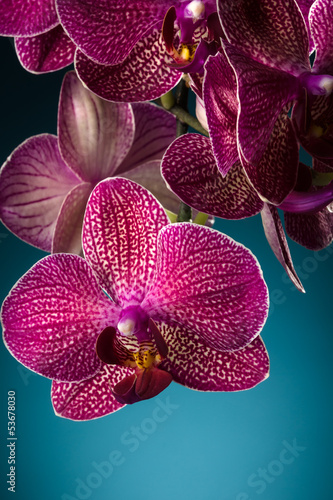 Board z aluminiowym obramowaniem Purpurowa orchidea na niebieskim tle