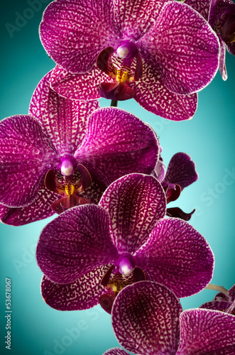 purpurowa-orchidea-na-niebieskim-tle