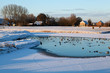 wild waterfowl on frozen lake in winter