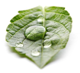 Wall Mural - Water drop on leaf macro