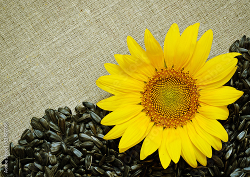 Obraz w ramie Sunflower, seeds and canvas