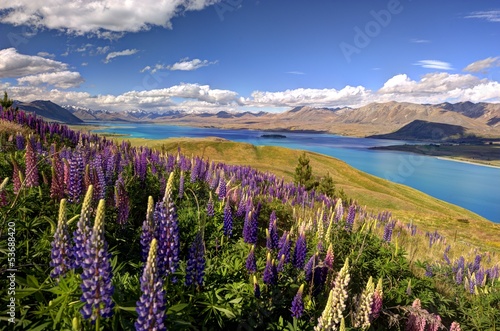 Board z aluminiowym obramowaniem Łubiny na grzbiecie mt john, tekapo