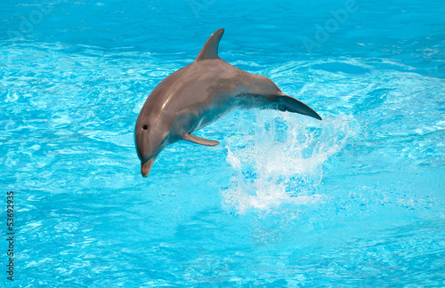Board z aluminiowym obramowaniem Delfin