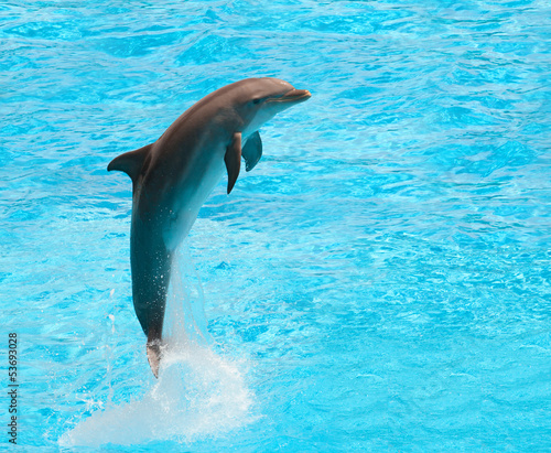 Board z aluminiowym obramowaniem Delfin