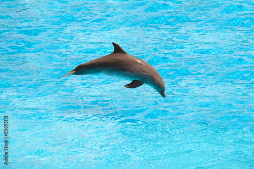 Board z aluminiowym obramowaniem Delfin