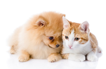 Poster - orange cat and spitz dog together. isolated on white background