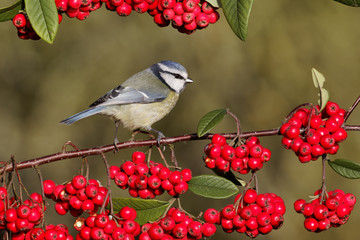 Canvas Print - Blue tit, Parus caeruleus