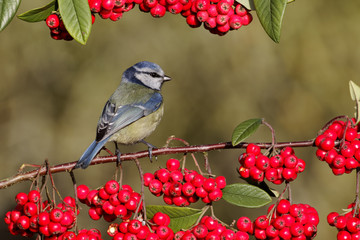 Canvas Print - Blue tit, Parus caeruleus