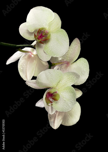 Board z aluminiowym obramowaniem Jasnożółty kwiat orchidei oddział w kropli na czarno