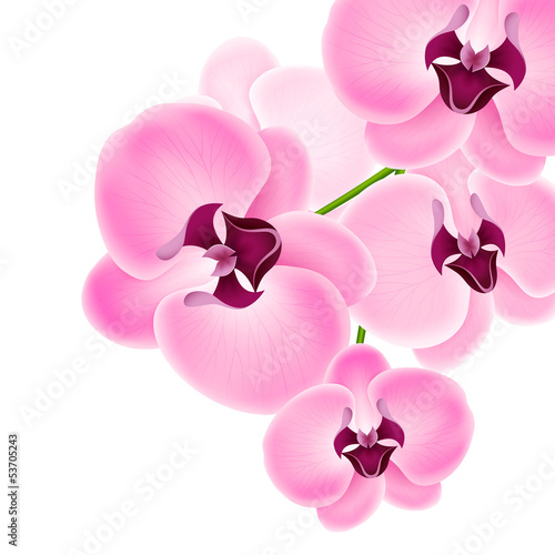 Nowoczesny obraz na płótnie Beautiful orchid