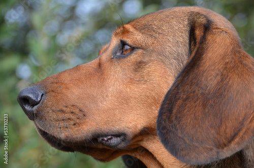 Jagdhund Alpenlaendische Dachsbracke StockFoto Adobe Stock