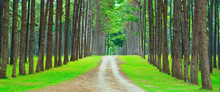 Path Into The Pine Forest