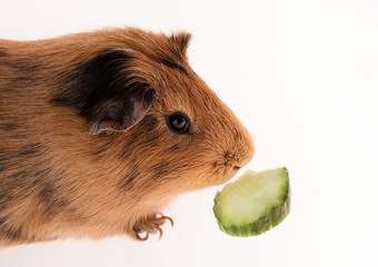 Sticker - Red guinea pig