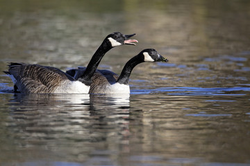 Wall Mural - canada goose, branta canadensis