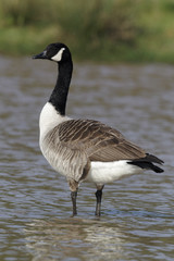 Wall Mural - canada goose, branta canadensis
