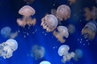jellyfish background