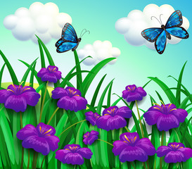 Wall Mural - Two blue butterflies at the garden with violet flowers