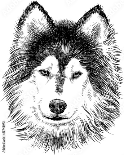 Obraz w ramie portrait of husky