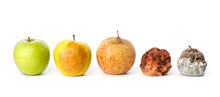 Five Apples In Various States Of Decay