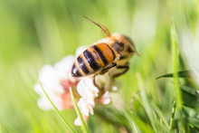 A Bee On A Clover Flower