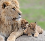 Fototapeta  - lions