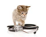kitten with a stethoscope. isolated on white background