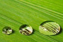 Three Droplets On Leaf Background
