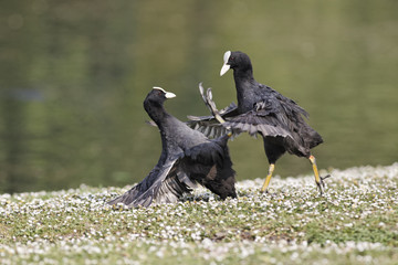 Wall Mural - coot, fulica atra
