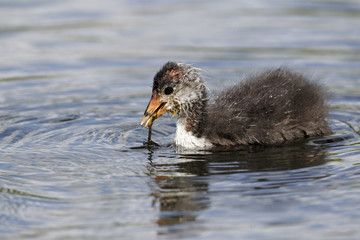 Wall Mural - coot, fulica atra