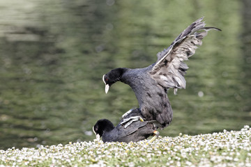 Wall Mural - coot, fulica atra
