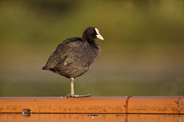 Wall Mural - coot, fulica atra