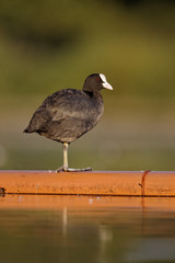 Wall Mural - coot, fulica atra