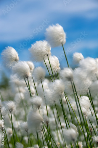 Nowoczesny obraz na płótnie Flowering cotton grass on a background of blue sky