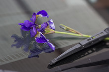 Violet Purple Iris Flower