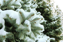 Spruce Tree With Fresh Snow Outside
