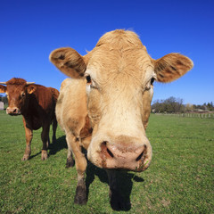 Wall Mural - portrait of cow