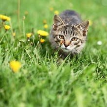 Kitty Lurking In Grass