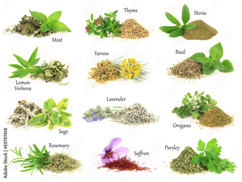 Collection of fresh and dry aromatic herbs - obrazy, fototapety, plakaty 