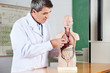 Professor Analyzing Anatomical Model At Desk