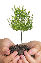 Wall Mural - tree in hands